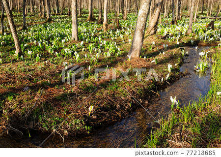 Sashimaki Wetland in early spring when the Asahi shines 77218685