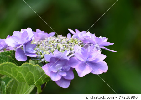 Purple hydrangea with a simple background 77218996
