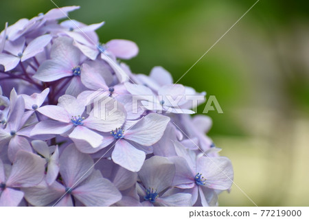 Temari-shaped hydrangea 77219000