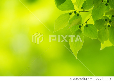 Refreshing spring sprout fresh green 77219023