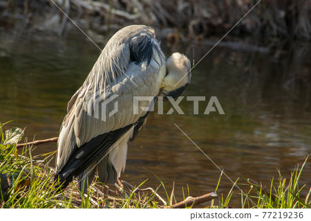 蒼鷺、鳥、野鳥、野生動物、環境、生態系統 77219236