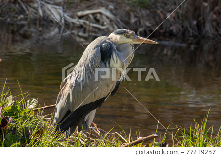 蒼鷺、鳥、野鳥、野生動物、環境、生態系統 77219237