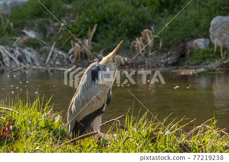 egret, bird, wild bird, wildlife, environment, ecosystem egret, bird, wild bird, wildlife, environment, ecosystem 77219238