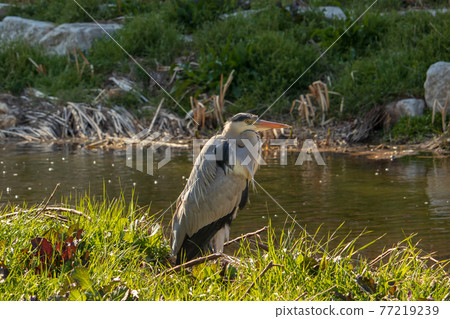蒼鷺、鳥、野鳥、野生動物、環境、生態系統 77219239