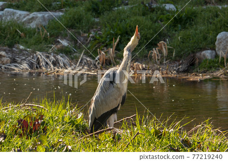 蒼鷺、鳥、野鳥、野生動物、環境、生態系統 77219240