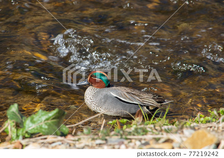 Male mallard, mallard, waterfowl, wild bird, wildlife, environment, ecosystem 77219242