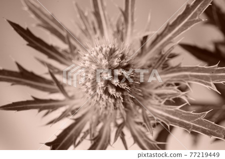 Sepia eryngo blue eryngo wildflower white background white background Sepia eryngo blue eryngo wildflower white background white background 77219449