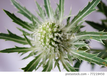 Erindium eryngo wildflower white background white background vivid color Erindium eryngo wildflower white background white background vivid color 77219450