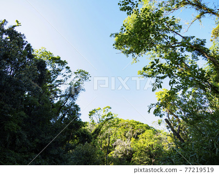 Fresh green dazzling spring of Koajiro no Mori in the unexplored region of Miura City, Kanagawa Prefecture, on the Shonan Miura Peninsula 77219519