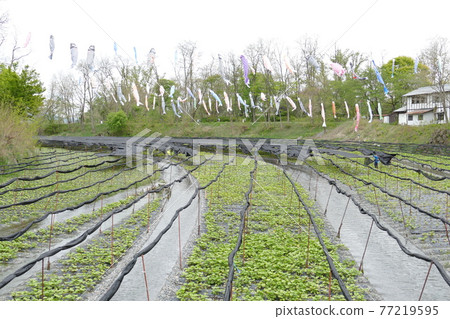 Daio Wasabi Farm Nagano Prefecture Daio Wasabi Farm Nagano Prefecture 77219595