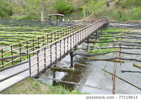 Daio Wasabi Farm Nagano Prefecture Daio Wasabi Farm Nagano Prefecture 77219613