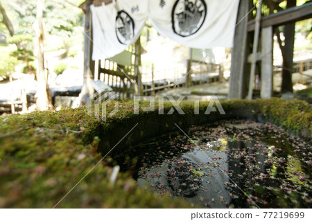 鳥取四季漫步春天池田家墓地 77219699