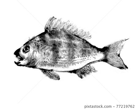 Hand-painted sea bream illustration sumi-e Hand-painted sea bream illustration sumi-e 77219762