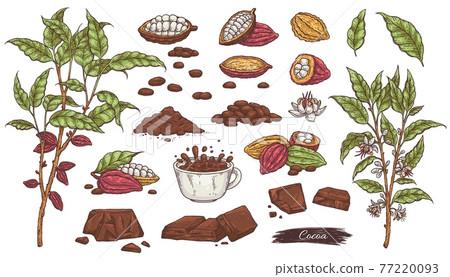 Set of cacao sketches - chocolate, beans, plant branches and cup cocoa drink. 77220093