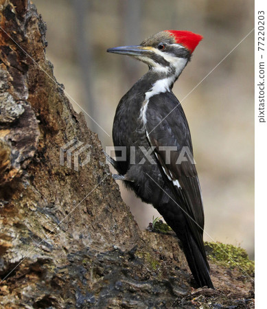 Pileated woodpecker on the tree trunk into the forest, Quebec, Canada 77220203
