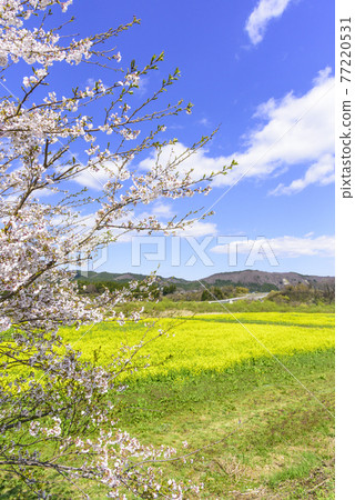 宮城縣川渡溫泉的油菜田 77220531
