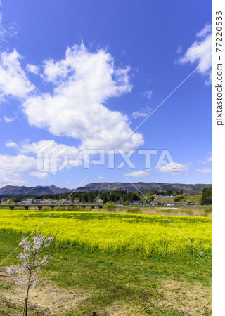 宮城縣川渡溫泉的油菜田 宮城縣川渡溫泉的油菜田 77220533