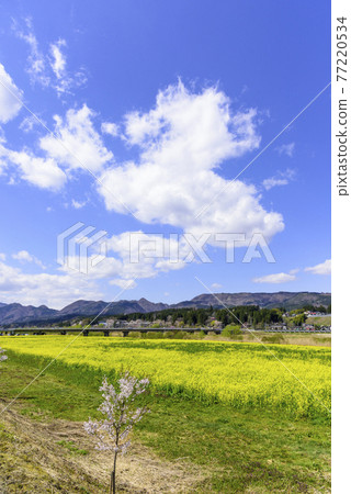 宮城縣川渡溫泉的油菜田 宮城縣川渡溫泉的油菜田 77220534