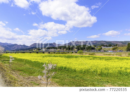 宮城縣川渡溫泉的油菜田 宮城縣川渡溫泉的油菜田 77220535