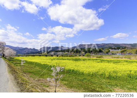 宮城縣川渡溫泉的油菜田 宮城縣川渡溫泉的油菜田 77220536