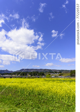 宮城縣川渡溫泉的油菜田 宮城縣川渡溫泉的油菜田 77220537