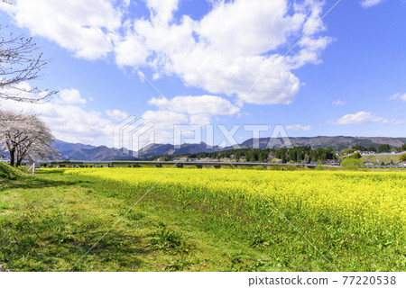 宮城縣川渡溫泉的油菜田 宮城縣川渡溫泉的油菜田 77220538
