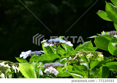 繡球藍和淺粉色 繡球藍和淺粉色 77220583