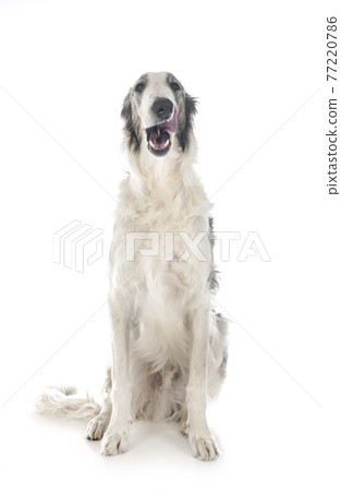 borzoi in studio borzoi in studio 77220786