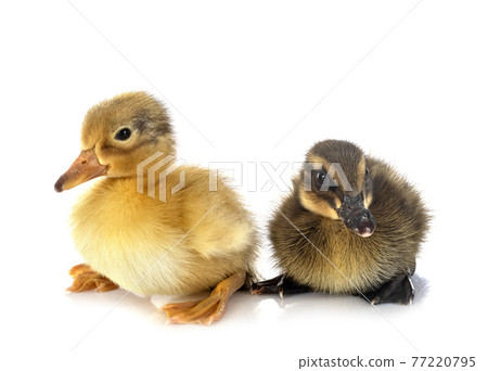 ducklings in studio 77220795