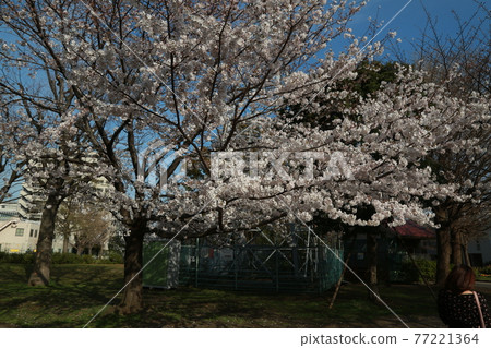 晴天,我在藤見公園散步 晴天,我在藤見公園散步 77221364