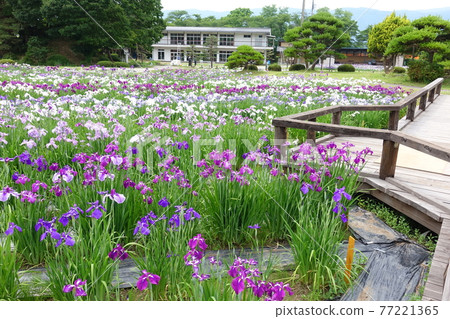 Iris Ayame Nagai Ayame Park 77221365