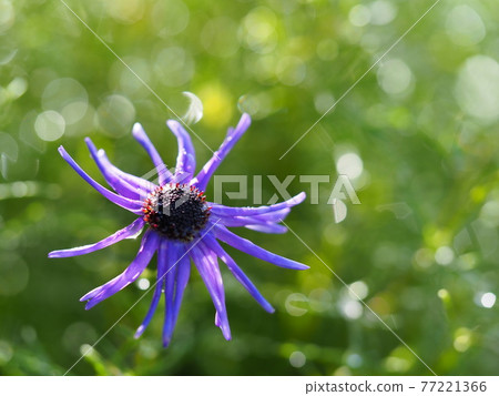 Glittering blue florets that get wet with the morning dew the morning after the rain Dewdrops sparkled on the leaf 77221366