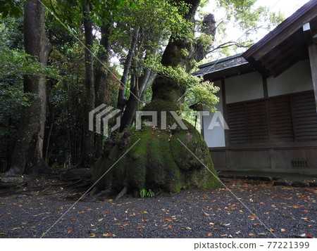 抽繩樟樹伊澤之宮 抽繩樟樹伊澤之宮 77221399