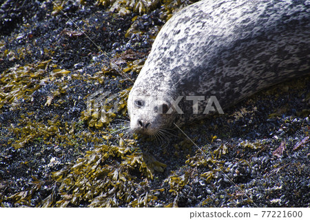Seal Close-up West Vancouver-British Columbia Canada 77221600