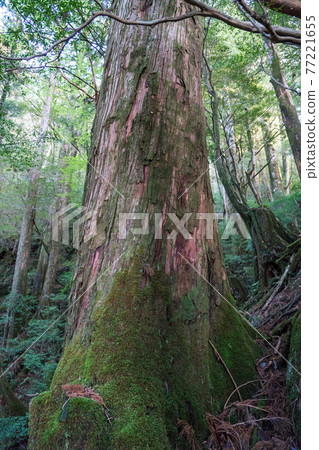屋久島Yakusugi Land 屋久島Yakusugi Land 77221655