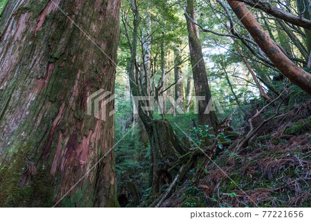 屋久島Yakusugi Land 屋久島Yakusugi Land 77221656
