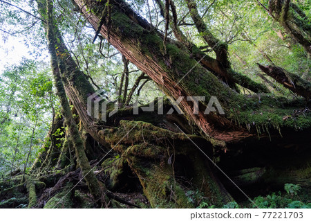 Yakushima Yakusugi Land 77221703