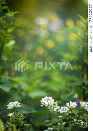 春天長廊上盛開的鮮花 春天長廊上盛開的鮮花 77222057