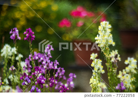 春天長廊上盛開的鮮花 春天長廊上盛開的鮮花 77222058