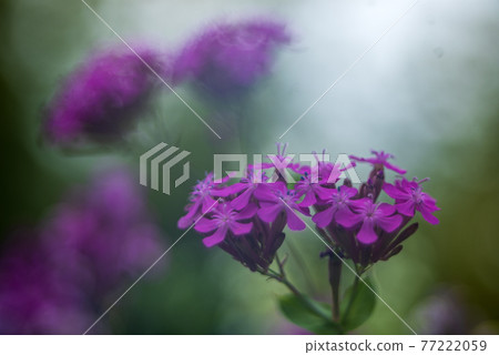 春天長廊上盛開的鮮花 春天長廊上盛開的鮮花 77222059