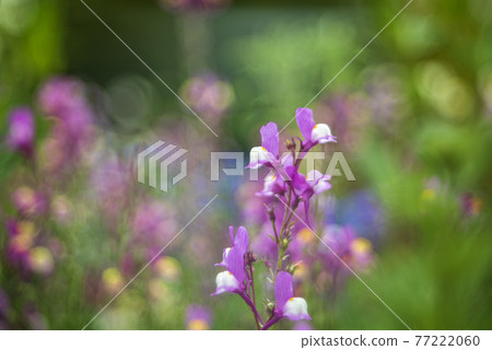 春天長廊上盛開的鮮花 春天長廊上盛開的鮮花 77222060
