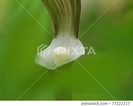 Yukimochisou (Yukimochisou) 77222217