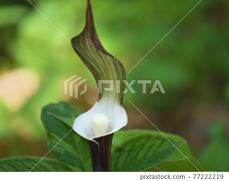Yukimochisou (Yukimochisou) Yukimochisou (Yukimochisou) 77222219