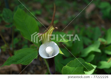 Yukimochisou (Yukimochisou) Yukimochisou (Yukimochisou) 77222226