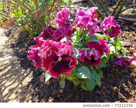 Ruffle pansy 77222356
