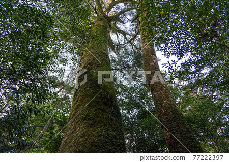 屋久島Yakusugi Land 77222397