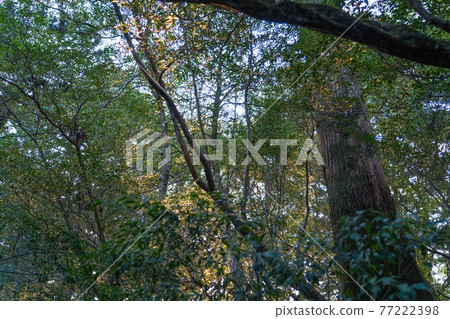 屋久島Yakusugi Land 屋久島Yakusugi Land 77222398