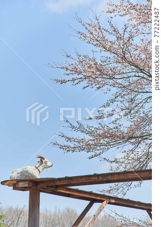 April Rindo Lake Family Ranch Goat and Sakura, Tochigi Prefecture April Rindo Lake Family Ranch Goat and Sakura, Tochigi Prefecture 77222487