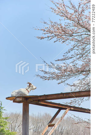 櫪木縣 4 月 Rindo Lake Family Ranch 山羊和櫻花 櫪木縣 4 月 Rindo Lake Family Ranch 山羊和櫻花 77222489