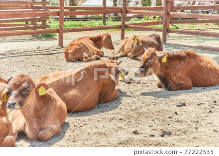 Tochigi Prefecture Rindo Lake Family Ranch and Cows 77222535